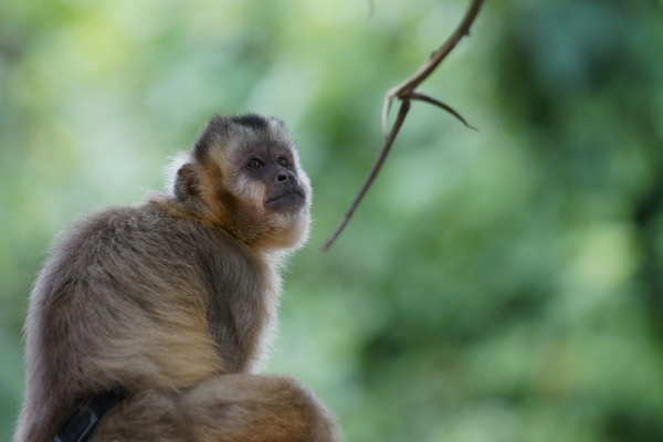 GOBERNADOR FOMENTA LA PROTECCION DE ANIMALES SILVESTRES