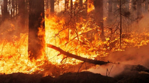 BENI SE DECLARA EN DESASTRE POR SEQUÍA E INCENDIOS FORESTALES QUE PONEN EN RIESGO LA VIDA HUMANA Y LA BIODIVERSIDAD